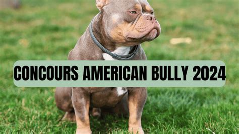 concours american bully 2024|American Bully Competitions and Events .